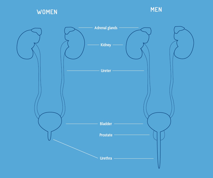 Urinary tract