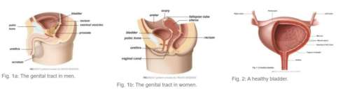 Function of the bladder