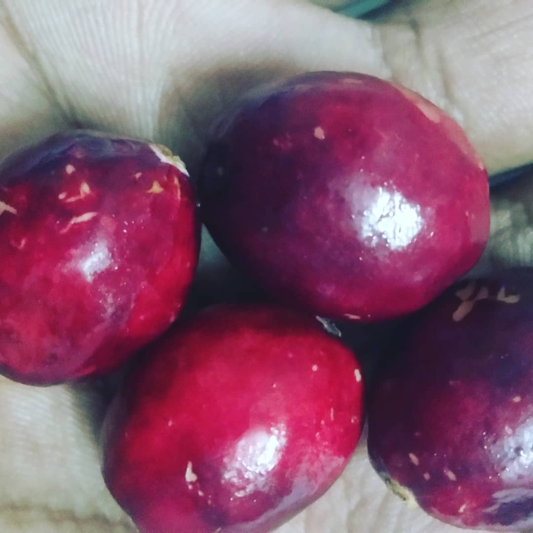 RAW CRANBERRIES My daily dose Gets rid of UTIs Natural dietary supplime